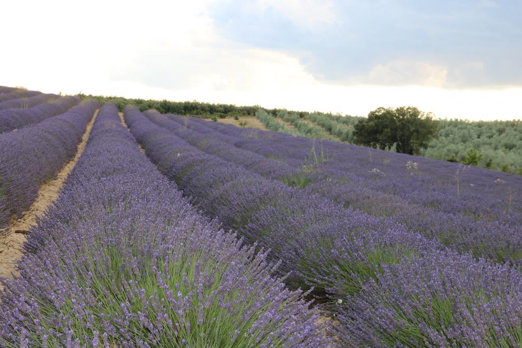 Des Pins 3* Mane (Alpes-de-Haute-Provence)