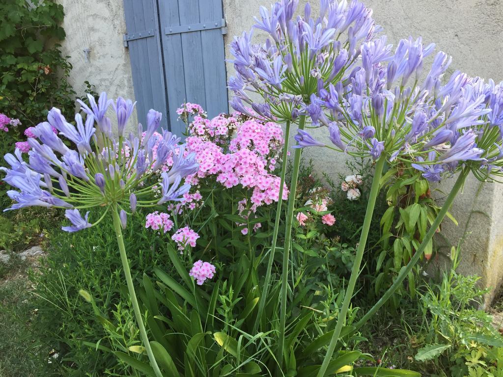 Des Pins Mane (Alpes-de-Haute-Provence)